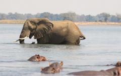 Zambia Safari for Couples: Private Activities & Romantic Accommodations