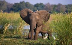 Exclusive Big-Game Zambia Safari