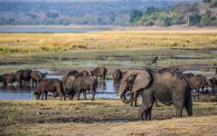 Following the Elephants: A Multi-Country Safari to Zambia and Botswana