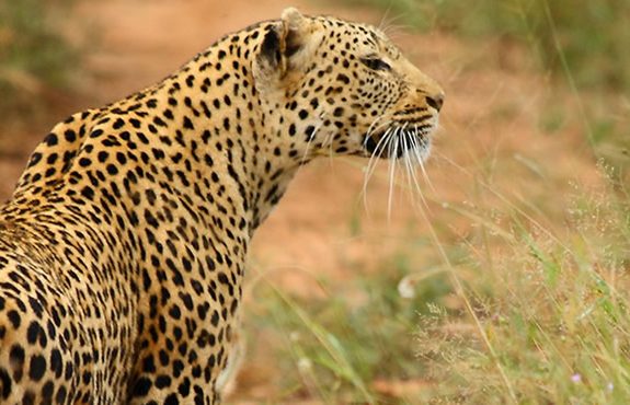 14 Days Highlights Of South Africa Safari
