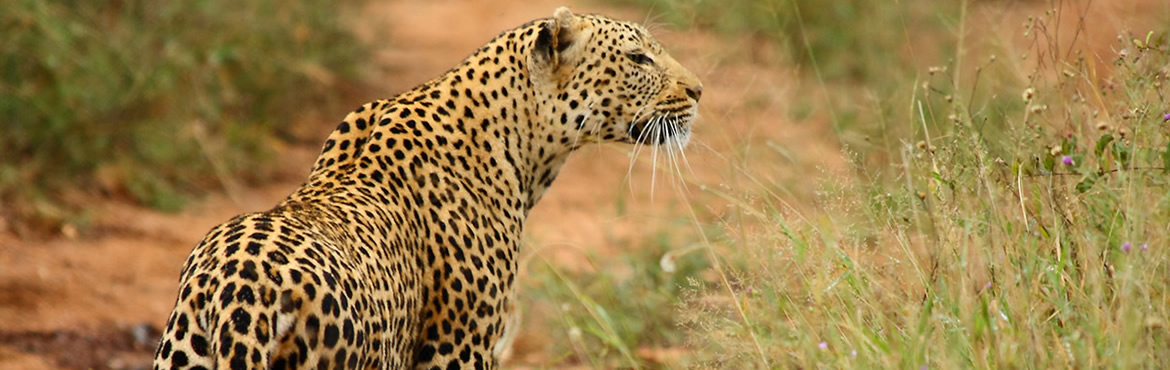 14 Days Highlights Of South Africa Safari
