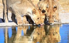 Namibia Tour: Intimate Tribal and Safari Experiences in Northern Namibia