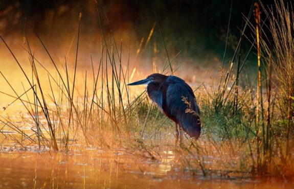 Undiscovered Gems of Zimbabwe: Matobo Hills, Malilangwe and Gonarezhou Safari