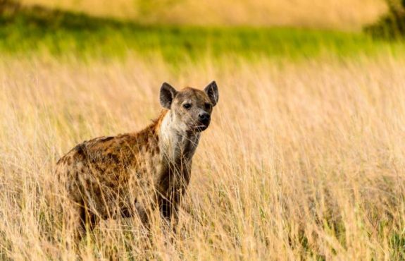 Rich Heritage of Africa: A Unique Safari in Zimbabwe & Botswana Itinerary 