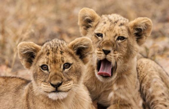 Best of Cape Town, Cape Winelands and Zimbabwe Safari