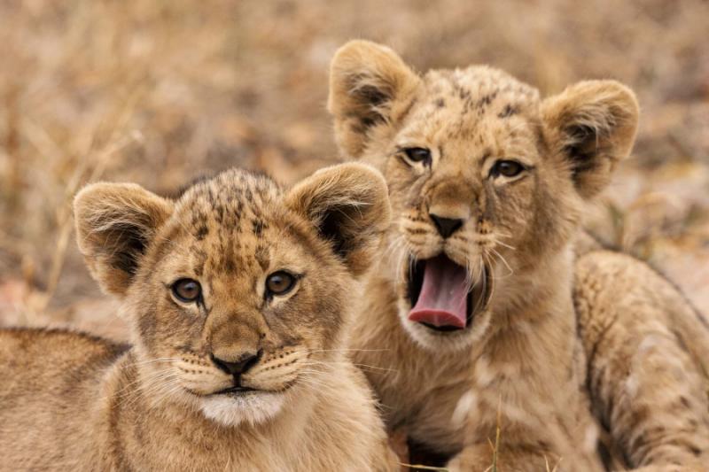 Best of Cape Town, Cape Winelands and Zimbabwe Safari