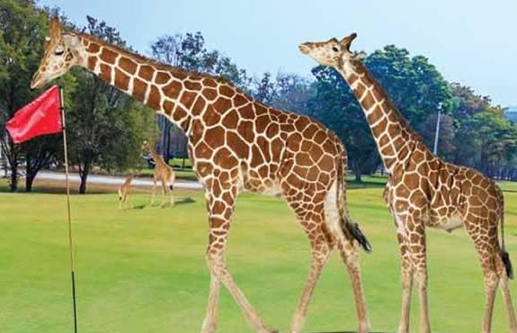 12 Days Kenya Golfing And Wildlife Safari