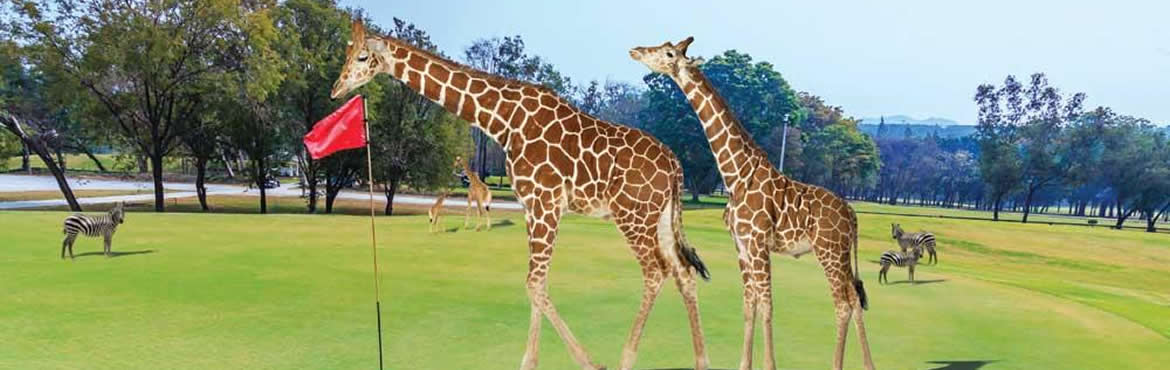 12 Days Kenya Golfing And Wildlife Safari