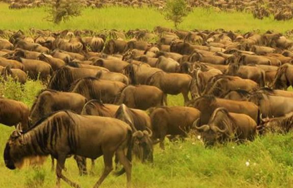 08 Days Kenya Tanzania Quick Adventure Safari