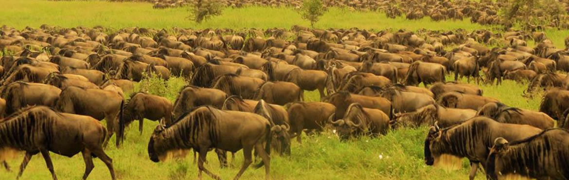 08 Days Kenya Tanzania Quick Adventure Safari
