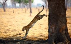 Intimate Zambia and Expressive Kenya Safari Itinerary