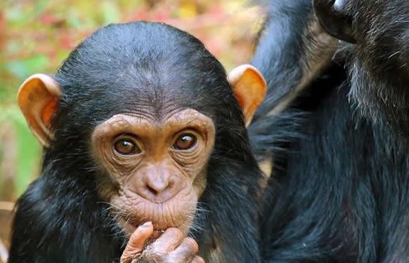 4 Days Tanzania Chimpanzee Safari