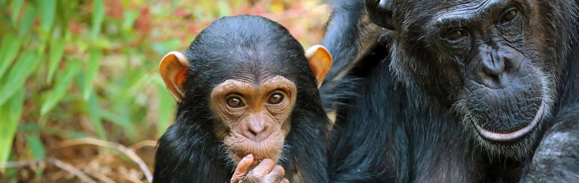 4 Days Tanzania Chimpanzee Safari