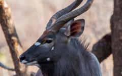 Africa’s Original Luxury Walking Safari: Exploring South Luangwa on Foot