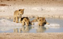 Highlights of Namibia Safari