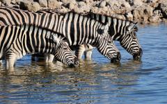 Namibia Wildlife and Culture Safari