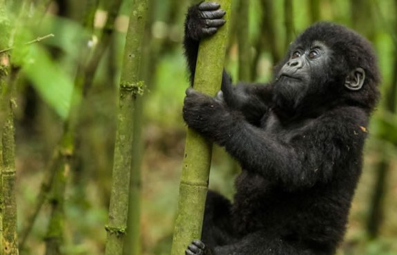 12 Days Gorillas – Big Five – Beach