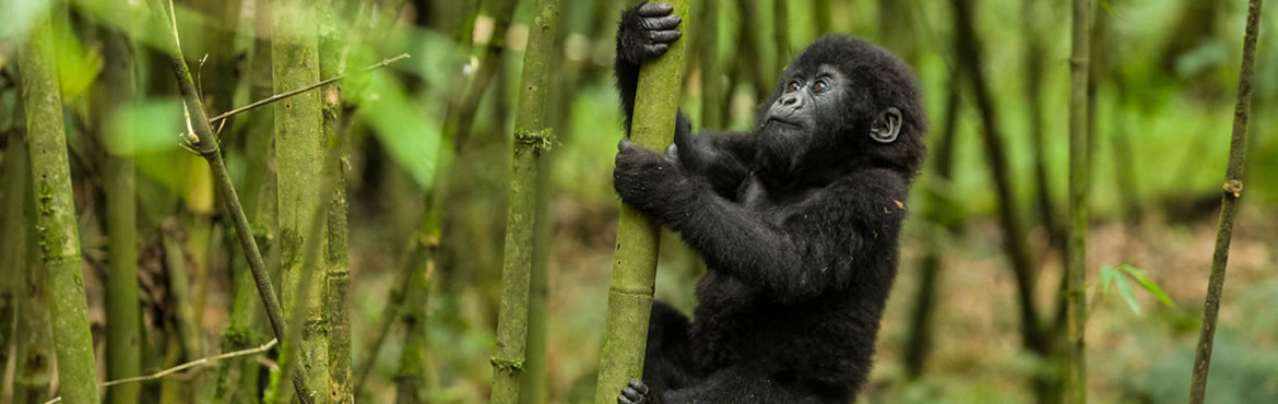12 Days Gorillas – Big Five – Beach
