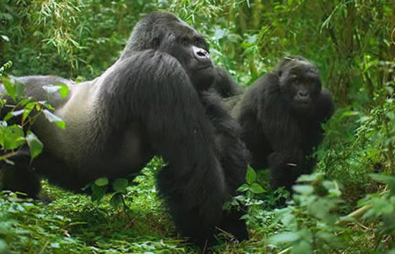 12 Days Kenya Highlights Safari And Rwanda Gorilla Tour