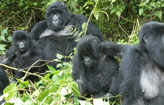 3 Days Rwanda Gorilla Express Tour