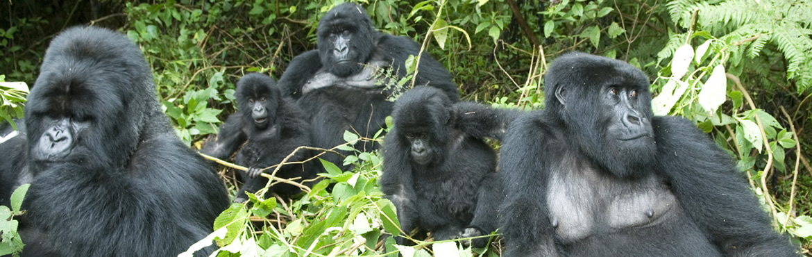 3 Days Rwanda Gorilla Express Tour