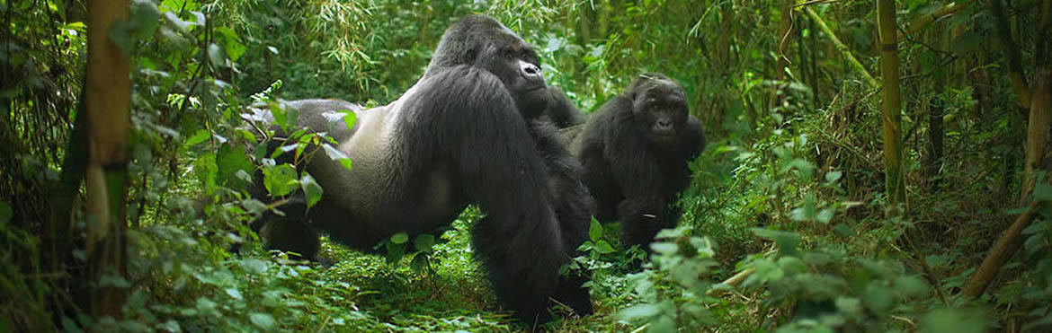 12 Days Kenya Highlights Safari And Rwanda Gorilla Tour