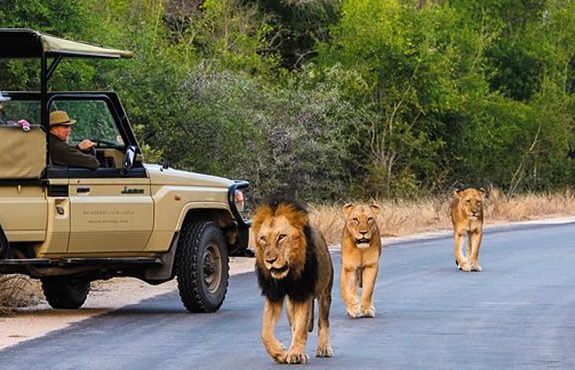 15 Days South Africa Grand Safari Holiday