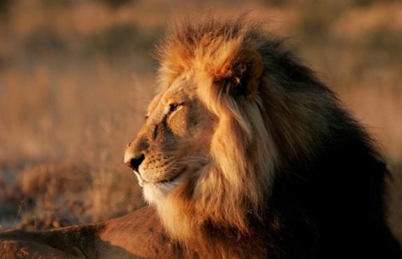 Beyond Cecil the Lion: A True Zimbabwean Safari and Conservation