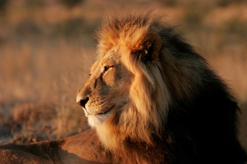 Beyond Cecil the Lion: A True Zimbabwean Safari and Conservation