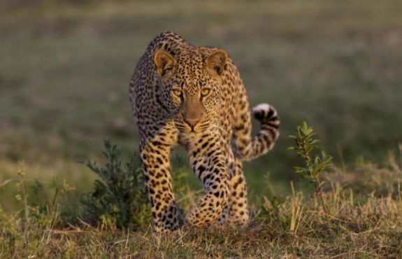Best of Zimbabwe Safari 2018: Exclusive Camps & Experiences