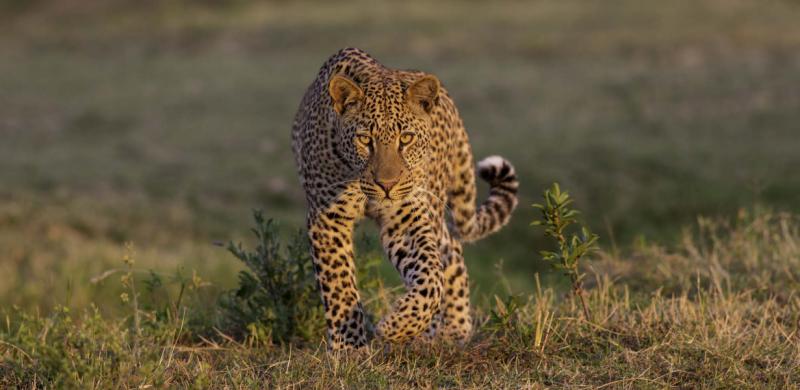 Best of Zimbabwe Safari 2018: Exclusive Camps & Experiences