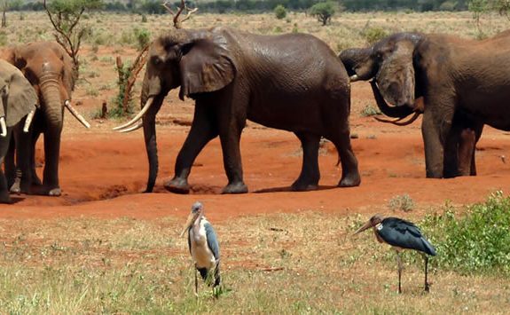 Signature Okavango Wetland Safari: June to September