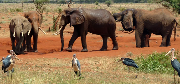 Signature Okavango Wetland Safari: June to September