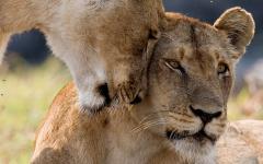 Best of Zambia Safari in a Week: Vic Falls, South Luangwa, Lower Zambezi