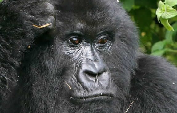 14 Days Kenya Tanzania Rwanda Highlights – Big 5 And Gorillas