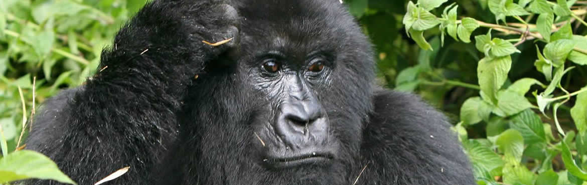 14 Days Kenya Tanzania Rwanda Highlights – Big 5 And Gorillas