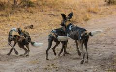 10-Day Highlights of Zambia Safari
