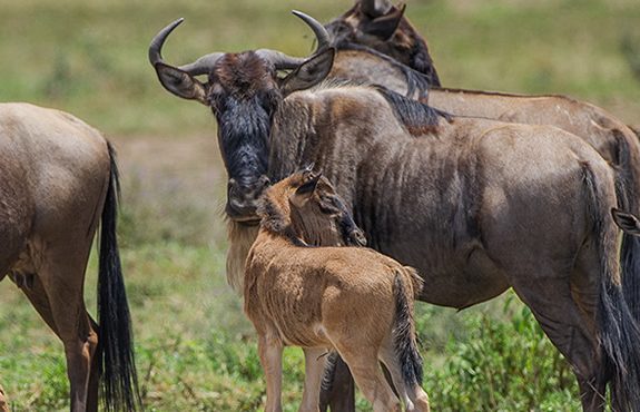 06 Days Wildebeest Calving Safari Tanzania