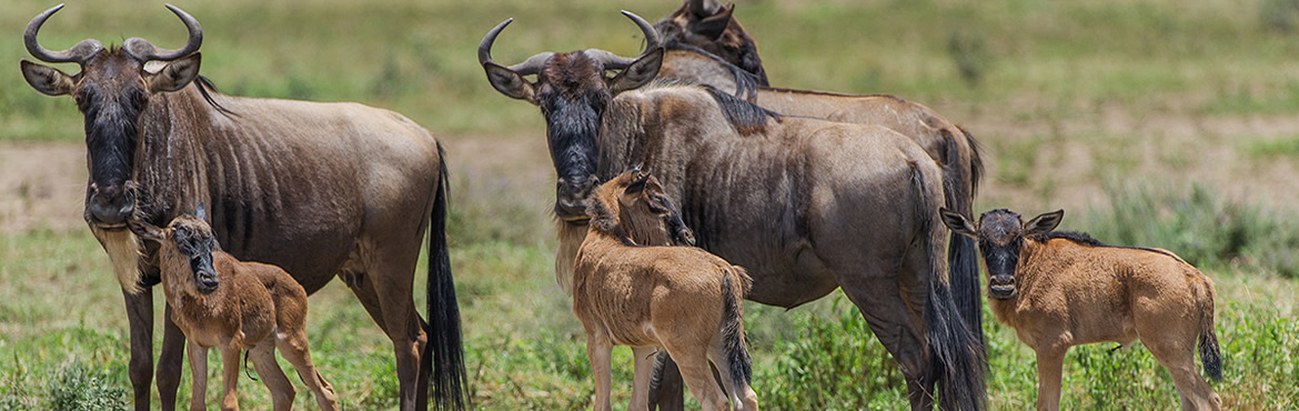 06 Days Wildebeest Calving Safari Tanzania