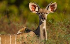 Family-Friendly Zambia Safari: Private Villas, Tailored Activities, Exceptional Wildlife