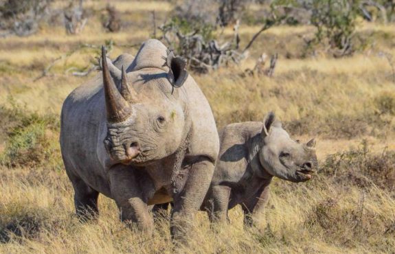 VIP Zimbabwe: Charter Flights, Private Safari, Expert Guides & Exclusive Camps