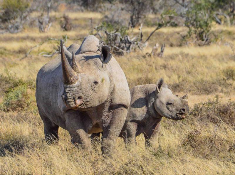 VIP Zimbabwe: Charter Flights, Private Safari, Expert Guides & Exclusive Camps