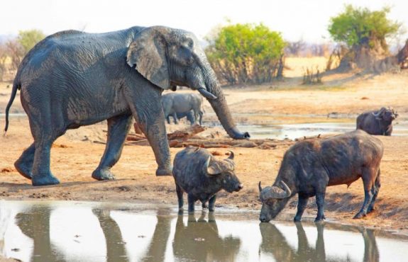 Luxury Highlights of Zimbabwe Safari in 10 Days
