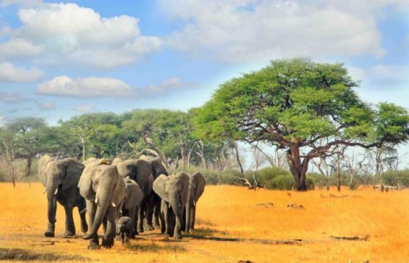 Zimbabwe Green Season Safari: December to March