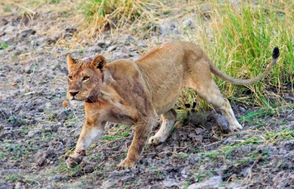 Best of Zimbabwe and Chobe Private Safari