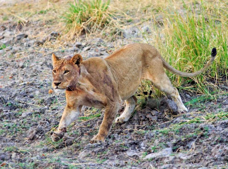 Best of Zimbabwe and Chobe Private Safari