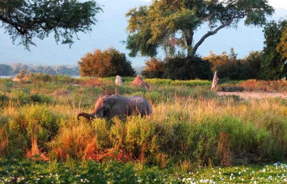 Southern Africa Explorer: Zimbabwe, Botswana, Namibia Safari