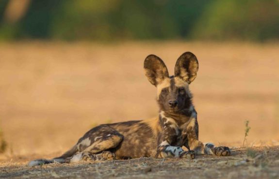 Raw Africa: Safari in Zimbabwe’s Unknown Parks