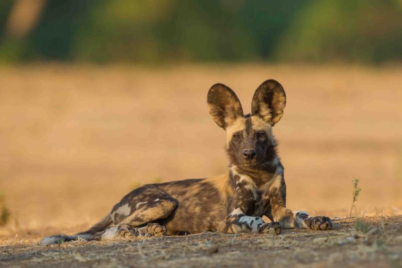 Raw Africa: Safari in Zimbabwe’s Unknown Parks
